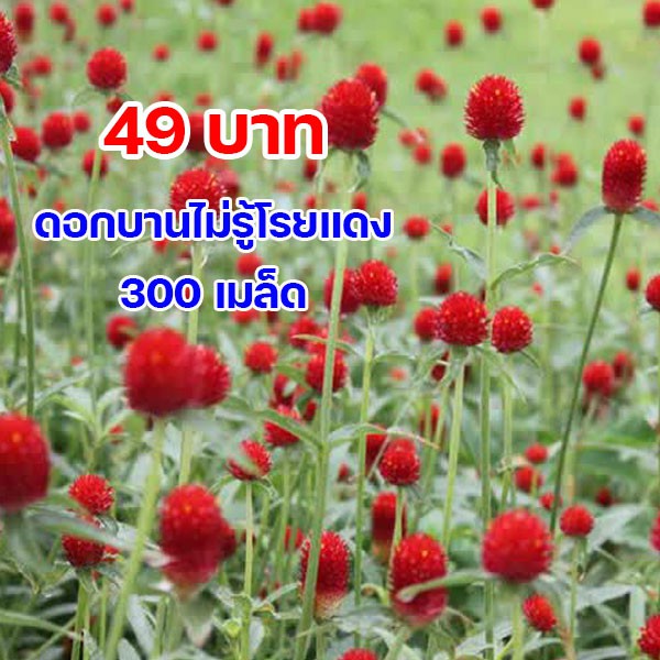 ดอกบานไม่รู้โรยสีแดง เมล็ดพันธุ์ 300 เมล็ด