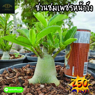 🌿ต้นชวนชมยักษ์ซาอุเพชรหน้าวัง และ เขาหินซ้อน ถอนส่ง 🌱🌎ราคาถูก🌎