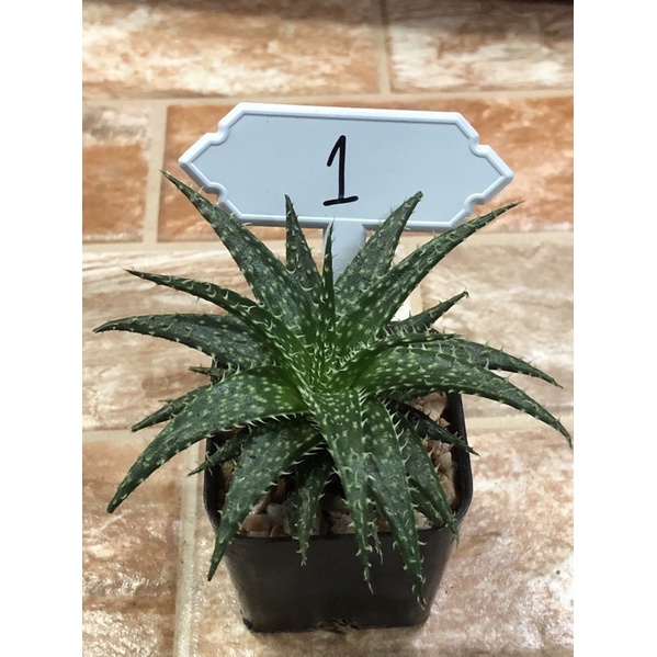 #ต้นอโลเวร่าแคระ #ต้นปลาดาว #ว่านหางจระเข้พันธุ์แคระ #AloeVera #ว่านหางจระเข้