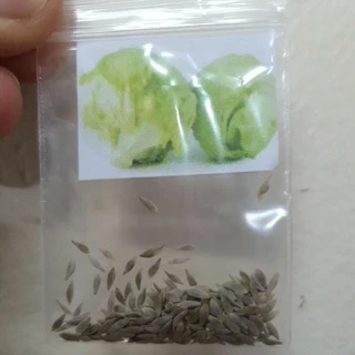 ผักสลัด📌10แถม1!!🎯ถูกที่สุด 10 บ.🎯ชุดเมล็ดพันธุ์ผักสลัด 5-200 เมล็ด 10บาท 📌งอกดี🌱มีคู่มือการปลูก