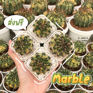 cactus ลายสวยครบ ยิมโนด่าง Marble💛