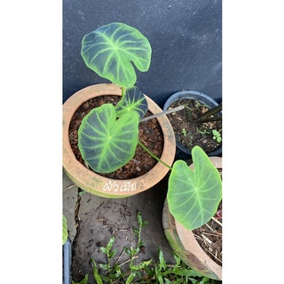 Colocasia Blackbeauty แบล็คบิวตี้