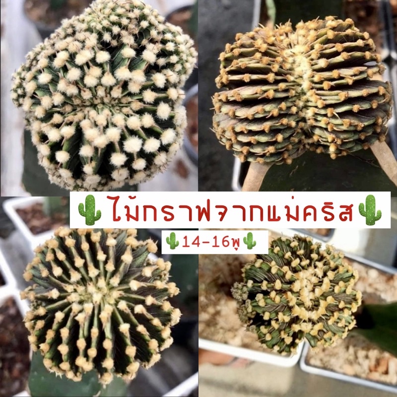 🌵lb2178แท้ แม่คริส✅ 15 พู อนาคตแม่พันธุ์ รุ่นเดียวกันให้หน่อคริสบ่อย🌵