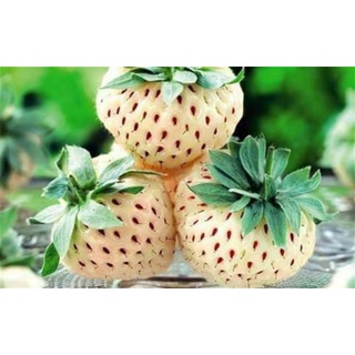 Pineberry /White Strawberry เมล็ดพันธุ์ไพน์เบอรี่/สตรอเบอร์รี่ขาว