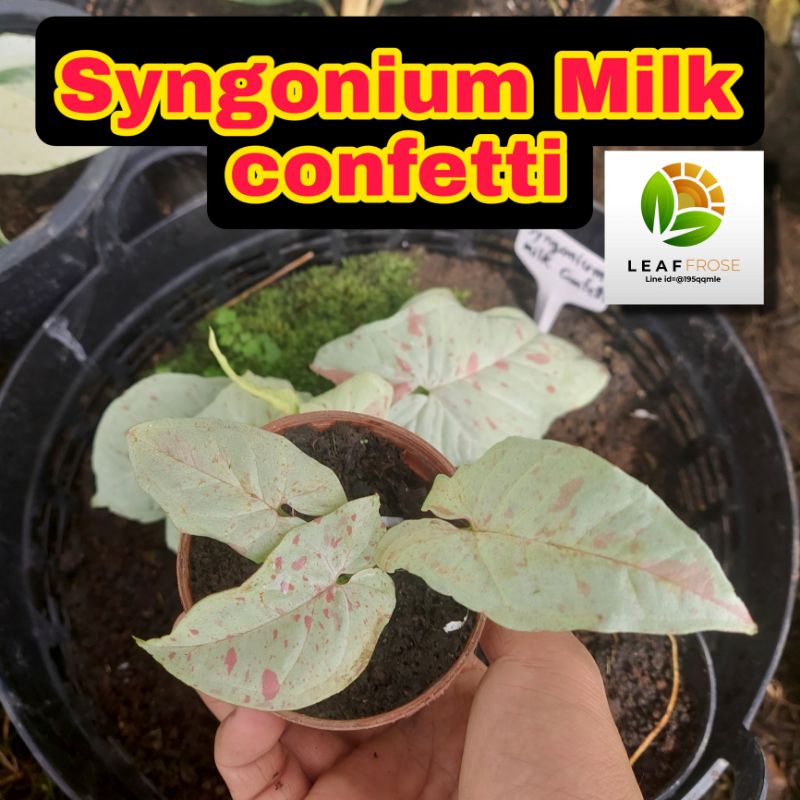 Syngonium Milk Confetti ไม้นอก สวย ต้นเดียวกับในภาพ ไหลมาเทมา ด่าง ชมพู