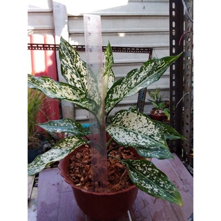 เพชรน้ำหนึ่งสูง 1ต้น สูง&gt;20ซม.ในกระถางคละสี&gt;6นิ้ว อโกลนีม่า Aglaonema.