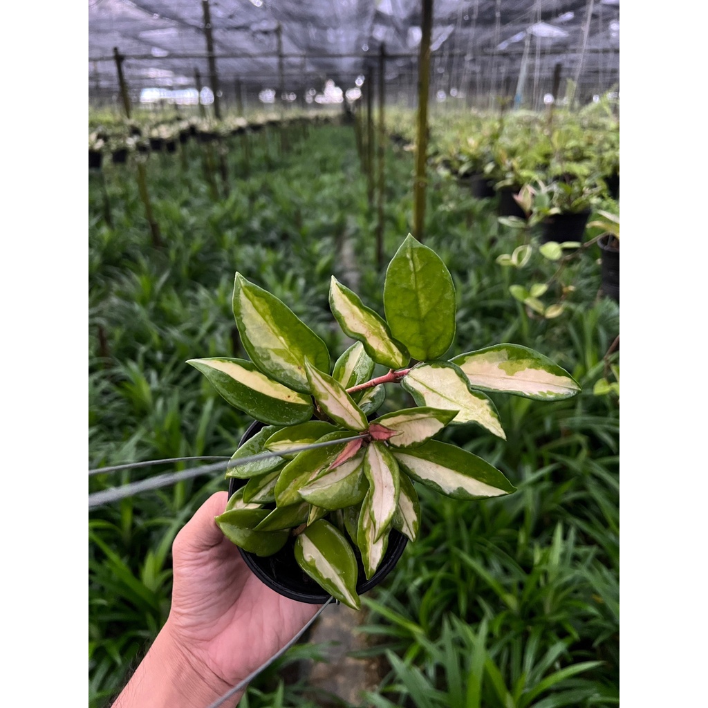 มุมมอง 2