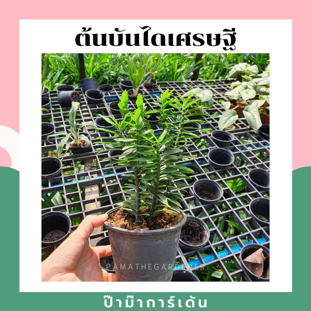 ต้นบันไดเศรษฐี ในกระถางพร้อมตั้ง