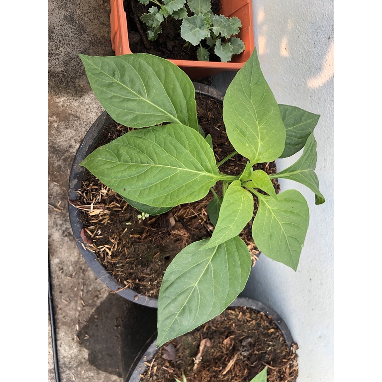 ต้นกล้า พริกหวานแคลิฟอร์เนีย	ต้นกล้า พริกหวานแคลิฟอร์เนีย (HOT PEPPER CALIFORNIA) พริกหวาน ไม่เผ็ด ก