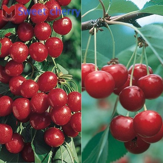 พันธุ์เชอร์รี่พื้นเมือง Prunus avium แดง (20เมล็ด)