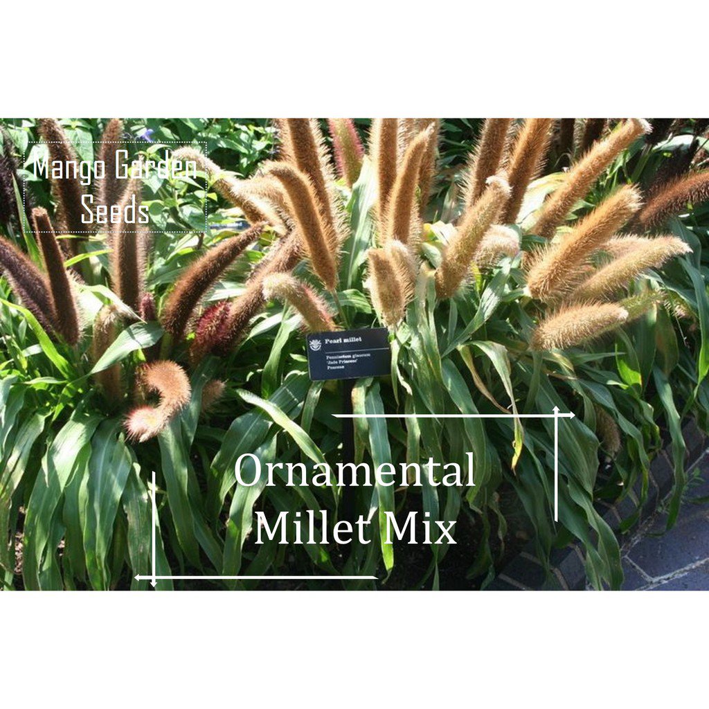 (ready stock)Ornamental Millet Mix Colour Seeds 1000 Seed *Pot