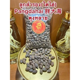 ลูกสำรอง (ไต่ไฮ่) Pangdahai 胖大海 พุงทลาย