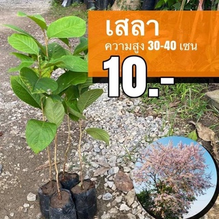 เสลา    ต้นละ 10 บาท