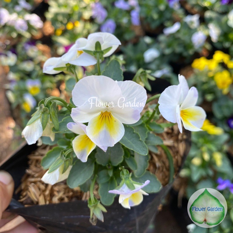 F52 ไวโอล่า/วิโอล่า(แพนซี ดอกเล็ก) ดอกสีสวย ไม้ดอก ไม้ประดับ #ดอกแววมยุรา #ดอกแพนซี #ดอกหน้าแมว - รูปที่ 3