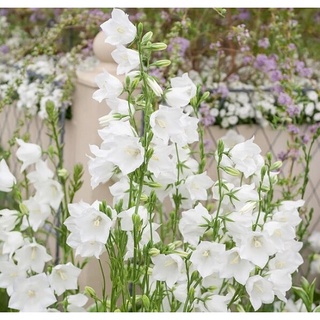 เมล็ดพันธุ์ Campanula persicifolia peach bellflower 200 เมล็ด เมล็ดพันธุ์นำเข้าจาก อังกฤษ