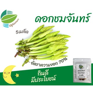 เมล็ดดอกชมจันทร์​ 5 เมล็ด