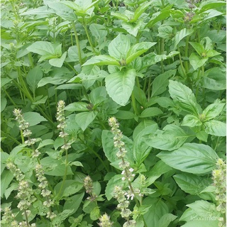 Potter - Basil Lemon herbเมล็ด,30 seeds [Local Seller!快送!] พาสต้า/คื่นฉ่าย/กระโปรง/หมวก/ผักกาดหอม/สวน/แอปเปิ้ล/ดอกทานตะว