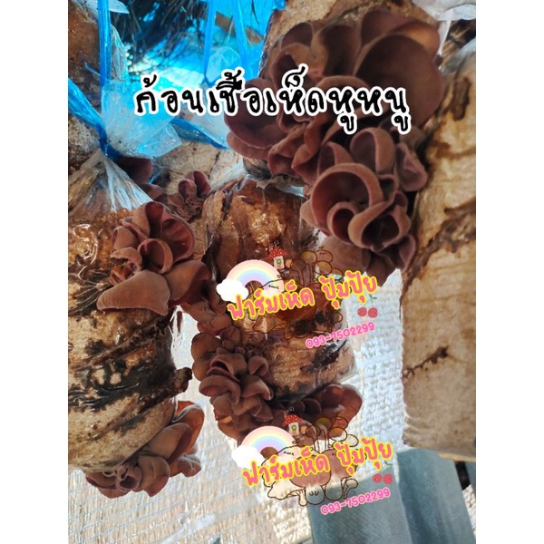 ก้อนเชื้อเห็ดหูหนู 3ก้อน69 เชื้อเดินได้50%-80%แล้วค่ะ