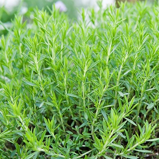 เมล็ดพันธุ์ รัสเซียน ทาร์รากอน Artemisia dracunculus Russian tarragon 300 เมล็ด เมล็ดพันธุ์นำเข้าจากยุโรปอัตราการงอก 90%