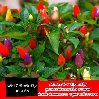 Local ฟาร์มสุข เมล็ดพริกประดับ 7สี 30เมล็ด พริกสีรุ้ง Ornamental Pepper เมล็ดพริก