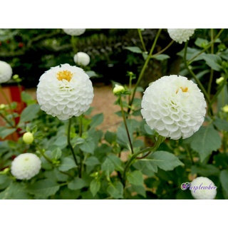 1 เหง้า/ชุุด รักเร่ Dahlia สายพันธุ์ Snowflake หัวรักเร่ ดอกไม้ ดอกรักเร่ เหง้า นำเข้า ยุโรป หัวสดใหม่