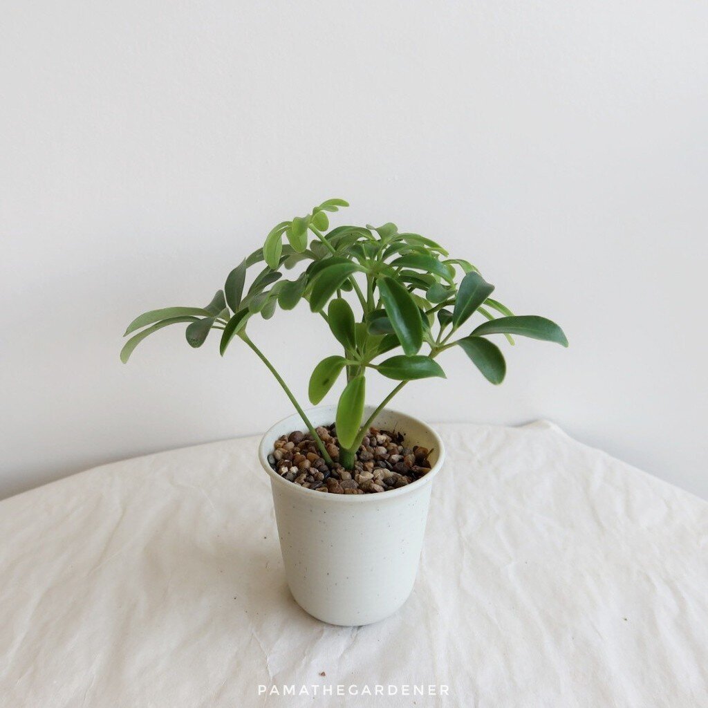 มุมมอง 2