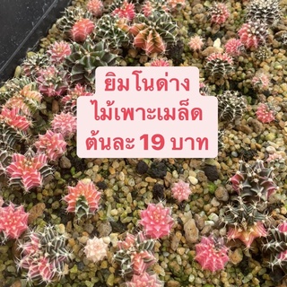 ยิมโนด่าง 19 บาท แคคตัส กระบองเพชร cactus ยิมโน ต้นไม้