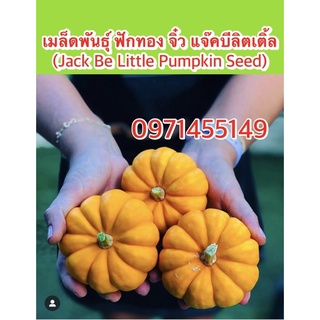 เมล็ดพันธุ์ ฟักทอง จิ๋ว แจ๊คบีลิตเติ้ล (Jack Be Little Pumpkin Seed) บรรจุ 20-30เมล็ด