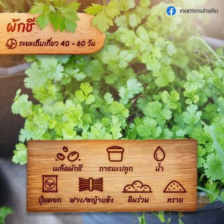 เมล็ดพันธุ์ผักชีไทย ( Coriander)