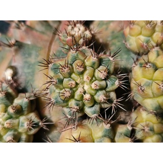 หน่อเด็ดสด ซีเปีย บี (2 cm. +)​ Sepia B Gymnocalycium Cactus แคคตัส กระบองเพชร ราคาถูก​ ซีเปีย B ซีเปียB Sepia​B