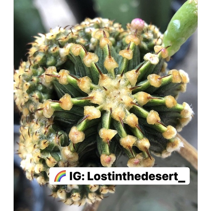 ⚡️RARE⚡️💗 หน่อเด็ดสด LB2178 คริสตองอ่อน 💗 ยิมโนด่าง คริสตาต้า