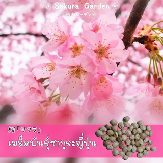 🌸เมล็ดพันธุ์ซากุระญี่ปุ่น🌸𝑱𝒂𝒑𝒂𝒏𝒆𝒔𝒆 𝑪𝒉𝒆𝒓𝒓𝒚 𝑩𝒍𝒐𝒔𝒔𝒐𝒎 เมล็ดพันธุ์นำเข้า **คัดเมล็ดคุณภาพดี**