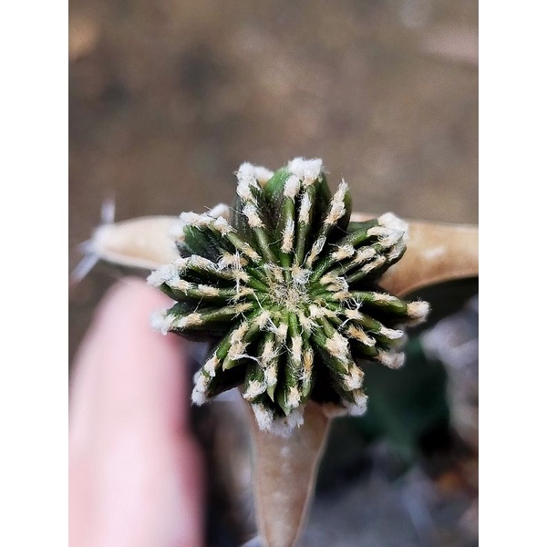 LB2178ออกคริสแล้วนะคะ จากต้นด่างแท้จ้า