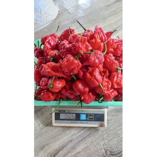 ผลพริกสดคาโรไลน์น่ารีปเปอร์เก็บเมล็ดเพาะต่อได้ ผล 50บาท Carolina reaper.