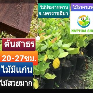 ต้นสาธร NATTIDA SHOP สาธร ต้นสาทอน สาทอน