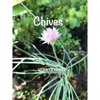 ต้นหอมฝรั่ง Chives /จัดส่งขั้นต่ำ2ต้นขึ้นไป/คละสินค้าได้