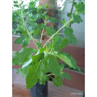 Thulasi Holy Basil/Tulsi Kemangi Hijau-Pokok Hidupผักชี/เมล็ด/กุหลาบ/เมล็ด/มะละกอ/คื่นฉ่าย/แอปเปิ้ล/เด็ก/สวน/ดอกไม้/ MAS