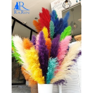 Rarin ดอกเลาย้อมสีหลายสี (20ก้าน) ขนาด 80-90 cm. เป็นดอกไม้ธรรมชาติ  ดอกฟุ้งฟิ้ง ใช้ประดับห้อง ร้าน งานแต่ง