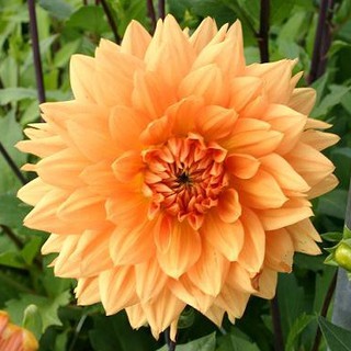 รักเร่ Dahlia สายพันธุ์ Noordwijks Glorie นำเข้าจากเนเธอร์แลน หัวสดใหม่ 1 หัว/ออเดอร์