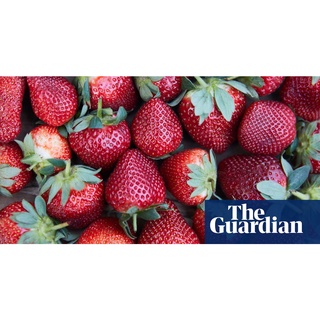 เมล็ดพันธุ์ Strawberry สายพันธุ์ Guardian 50 เมล็ด เมล็ดพันธุ์นำเข้าจาก ยุโรป อัตราการงอก 90 % ส่งพร้อมคู่มือการปลูก