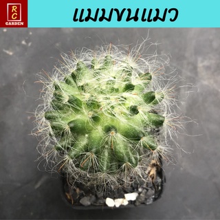 แมมขนแมว Mammillaria Bocasana กระบองเพชร แคคตัส ส่งพร้อมกระถาง