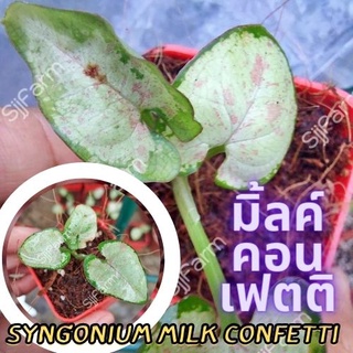 1 กระถาง ต้นเงินไหลมาไซโกเนียมมิ้วคอนเฟตติ Syngonium milk confetti ขนาดกระถาง 2.5นิ้ว จัดส่งแบบยกกระถาง คละต้นส่ง