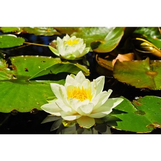 10 เมล็ด เมล็ดบัว สีเหลือง นำเข้า บัวนอก สายพันธุ์เมล็ดบัว Waterlily Nymphaea Seeds