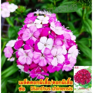 เมล็ดดอกผีเสื้อ/ดอกผีเสื้อช่อ 30 เมล็ด Dianthus chinensis เมล็ดนำเข้า