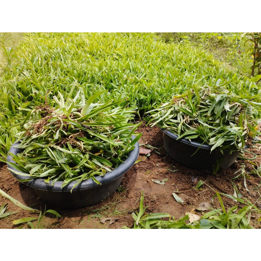 หญ้าปักกิ่งสด(หญ้าเทวดา)ปลูกแบบเกษตรอินทรีย์ ต้นสดมีรากติด🌾