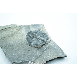 [อายุกว่า 505 ล้านปี!!!] #66 ฟอสซิล ไทรโลไบต์ Elrathia Kingi Trilobite ของแท้ ขนาดเล็ก บน Matrix จาก USA