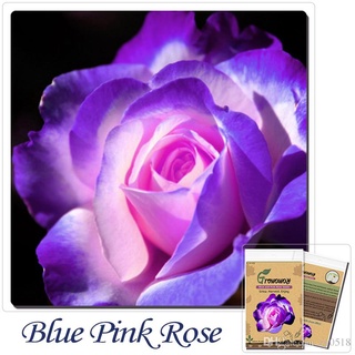 30 เมล็ด เมล็ดพันธุ์ กุหลาบ สีฟ้า-ชมพู Rose Seeds ดอกใหญ่ นำเข้าจากต่างประเทศ พร้อมคู่มือ เมล็ดสด ใหม่