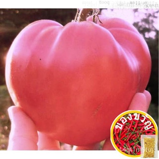 Tomato pink oxhart 20-30เมล็ด (esculentum) heirloomed seeds EWHC