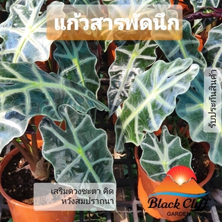 ต้นแก้วสารพัดนึก Alocasia sanderiana Bull แก้วสารพัดนึก สวนเขาหมาก ไม้ฟอกอากาศ ไม้ประดับ เพื่อการพักผ่อน home decorat...