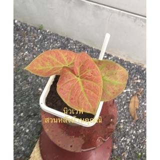 บอนสีนิวเวฟ Caladium Bicolor /ขนิดกัดสี กระถาง 6 นิ้ว